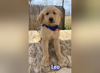Leo, 02/26 - Zukunft gesucht