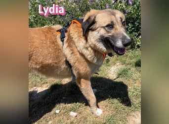 Lydia, 05/23 - gemütliche Schmusemaus sucht Familie