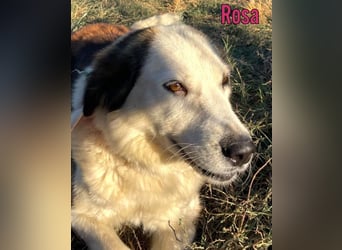 Rosa, 12/23 - sanfte Seele sucht Zuhause