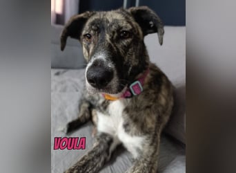 Voula, 10/25 - sanfte Seele sucht Familie