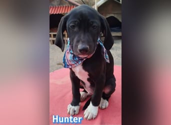 Hunter - sozial und verschmust