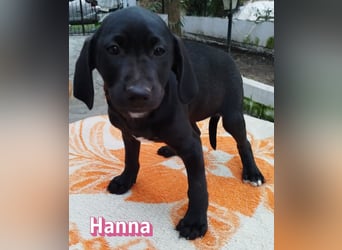 Hanna - sozial und verschmust