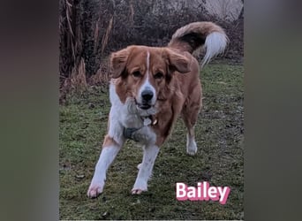 Bailey 04/24 - charakterstarke Hündin sucht neues Zuhause