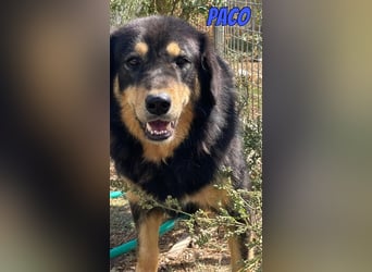 Paco, 10/22 - hübscher Rüde sucht 2te Chance