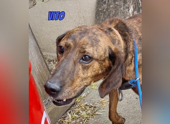 Vito, 10/24 - lieber Eyecatcher sucht Familie