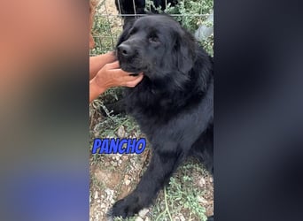 Pancho, 10/22 - schwarzes Bärchen sucht Familie