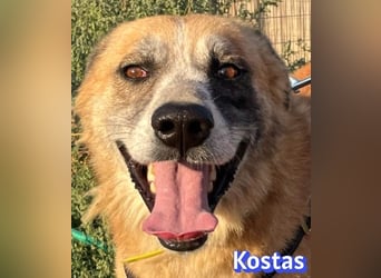 Kostas, 08/20 - ruhiger Rüde sucht Familie