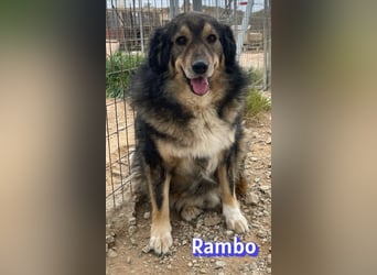 Rambo 01/22 - aktives Moppelchen sucht Diätpartner