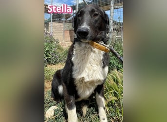 Stella, 01/24 - schüchterne Maus sucht Familie