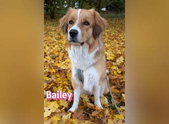 Bailey 04/24 - charakterstarke Hündin sucht neues Zuhause