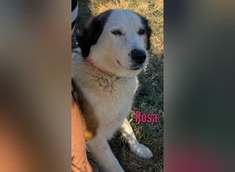 Rosa, 12/23 - sanfte Seele sucht Zuhause