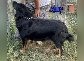 Pablo, 10/22 - ruhiger Rüde sucht Familie