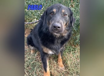 Pablo, 10/22 - ruhiger Rüde sucht Familie