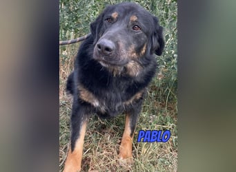 Pablo, 10/22 - ruhiger Rüde sucht Familie