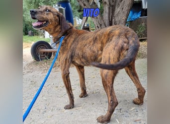 Vito, 10/24 - lieber Eyecatcher sucht Familie
