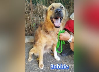 Bobbie, 08/23 - treuer Wuschel sucht Familie