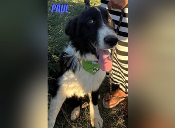 Paul, 10/25 - süßer Plüscher sucht Familie