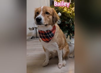 Bailey 04/24 - charakterstarke Hündin sucht neues Zuhause