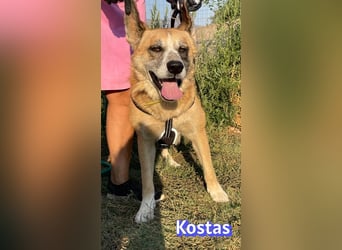 Kostas, 08/20 - ruhiger Rüde sucht Familie