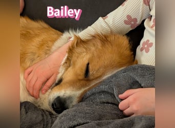 Bailey 04/24 - charakterstarke Hündin sucht neues Zuhause