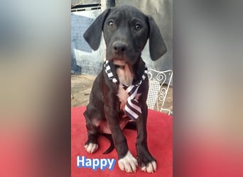 Happy - sozial und verschmust