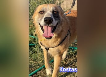 Kostas, 08/20 - ruhiger Rüde sucht Familie