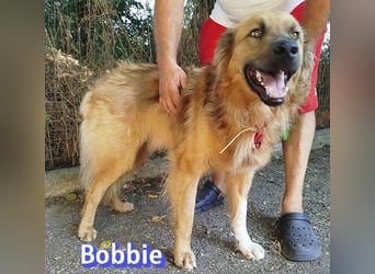Bobbie, 08/23 - treuer Wuschel sucht Familie