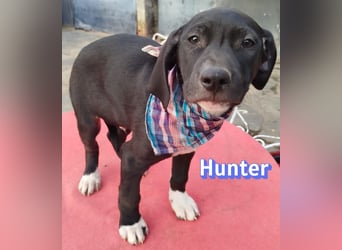 Hunter - sozial und verschmust