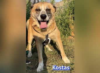 Kostas, 08/20 - ruhiger Rüde sucht Familie
