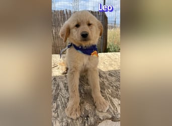 Leo, 02/26 - Zukunft gesucht
