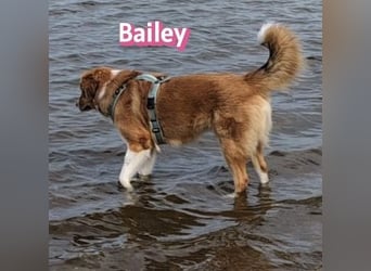 Bailey 04/24 - charakterstarke Hündin sucht neues Zuhause