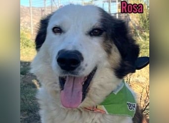 Rosa, 12/23 - sanfte Seele sucht Zuhause