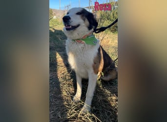 Rosa, 12/23 - sanfte Seele sucht Zuhause
