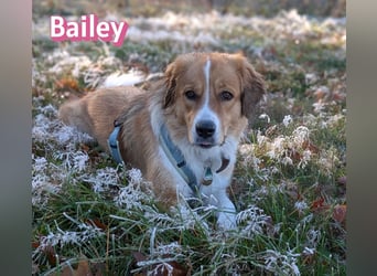 Bailey 04/24 - charakterstarke Hündin sucht neues Zuhause