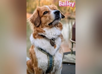 Bailey 04/24 - charakterstarke Hündin sucht neues Zuhause