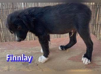Finnlay, 05/26 - Schwarzköpfchen sucht Familie