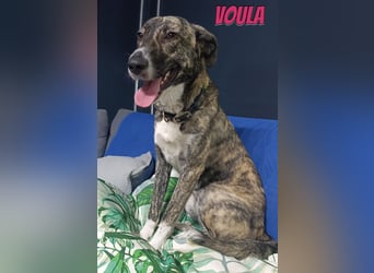 Voula, 10/25 - sanfte Seele sucht Familie