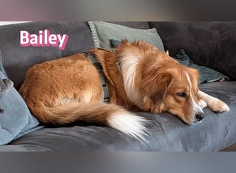 Bailey 04/24 - charakterstarke Hündin sucht neues Zuhause