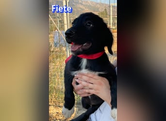 Fiete, 05/26 - süßer Wuschel sucht Familie