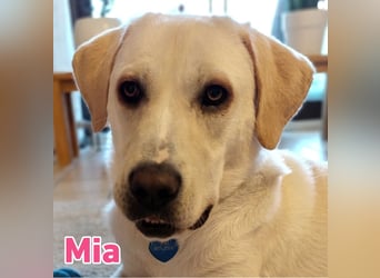 Mia - sozial, aktiv und verschmust; Notfall!!!