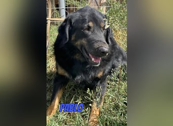 Pablo, 10/22 - ruhiger Rüde sucht Familie