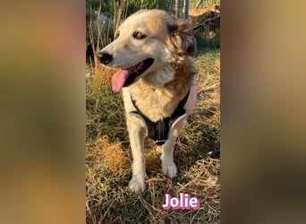 Jolie, 08/24 - ruhige Begleiterin sucht ihre Menschen