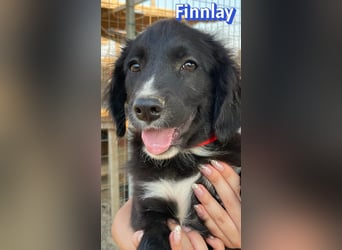 Finnlay, 05/26 - Schwarzköpfchen sucht Familie
