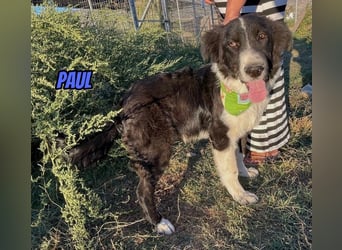 Paul, 10/25 - süßer Plüscher sucht Familie