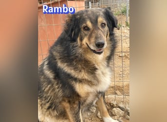 Rambo 01/22 - aktives Moppelchen sucht Diätpartner