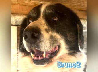 Bruno2, 10/17 - gemütlicher Senior wartet in 85276 Pfaffenhofen a. d. Ilm