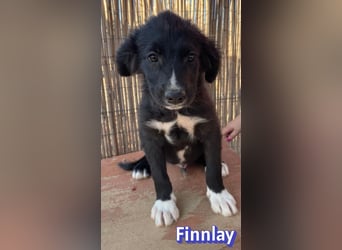 Finnlay, 05/26 - Schwarzköpfchen sucht Familie