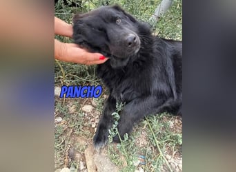 Pancho, 10/22 - schwarzes Bärchen sucht Familie