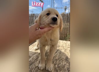 Lizzy, 02/26 - sucht eine schöne Kindheit