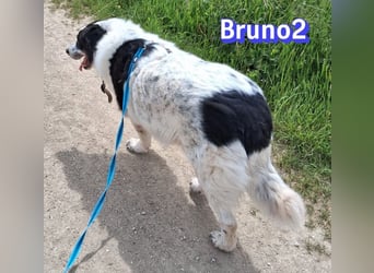 Bruno2, 10/17 - gemütlicher Senior wartet in 85276 Pfaffenhofen a. d. Ilm
